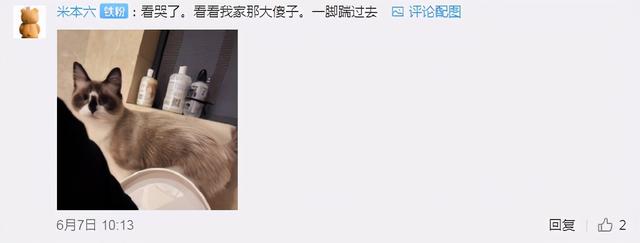 猫的灵性有多强，猫界最有灵性的四种猫（一只猫可以多有灵性）