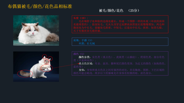 如何挑选布偶猫幼猫，简单几招学会挑选心仪的布偶猫