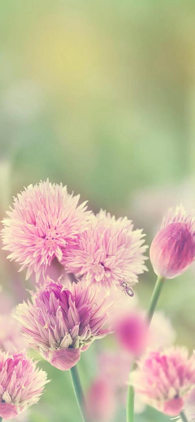 植物，微信头像，植物（清爽夺目的花花世界：）