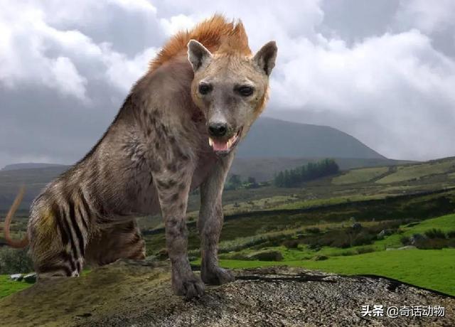 斑鬣狗和比特犬哪个厉害，斑鬣狗和比特犬哪个厉害点（比特犬能打过非洲鬣狗）