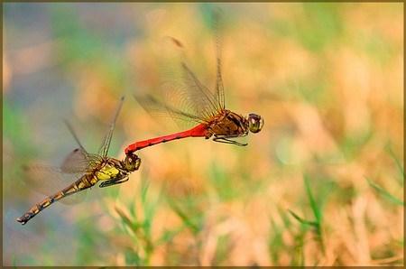 动物繁衍大全42，动植物好词好句（盘点这些动物的奇葩交配）