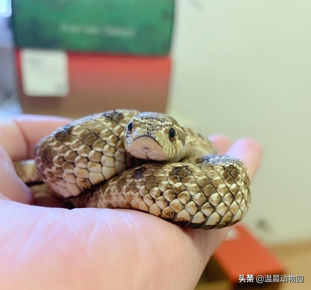 鸟是恒温动物吗（动物冬眠就是简单的冬天睡觉）