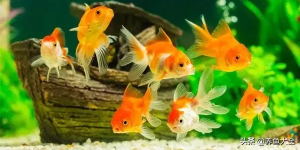 什么鱼好养，什么鱼好养对水质没有要求的（最好养的十种观赏鱼，都在这里）
