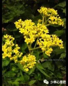 白牛胆的功效与作用，白牛胆的功效与作用禁忌（中药图片大全与功效）