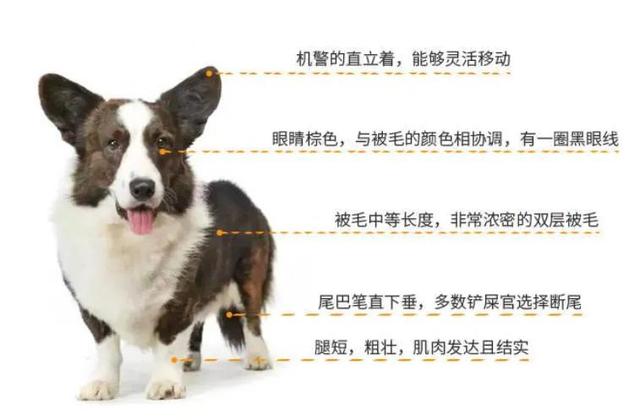 威尔士柯基犬怎么介绍，威尔士柯基犬属于什么犬（威尔士柯基犬）