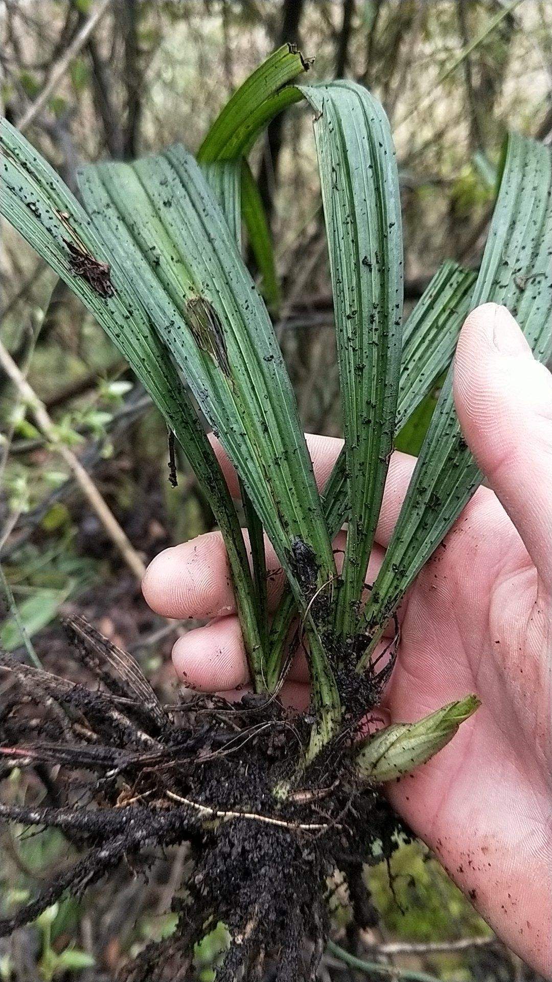 吊兰还有野生的?原来名字叫仙茅,有人专门种了卖大钱!