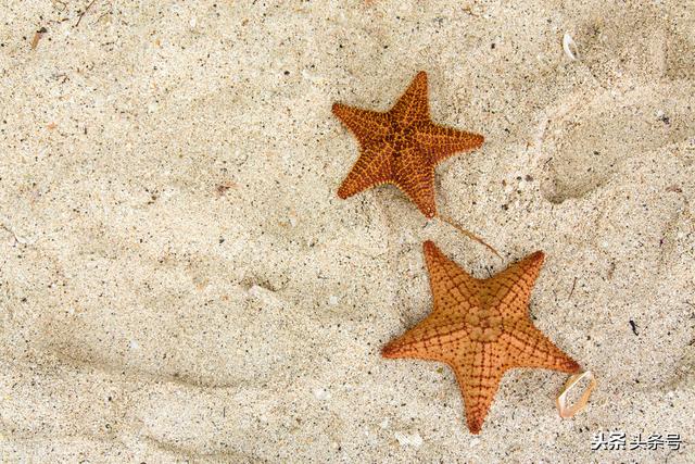 属龙的大男子主义都体现在哪，属龙的男人是什么性格（主动跟这几个生肖男复合风险很大）