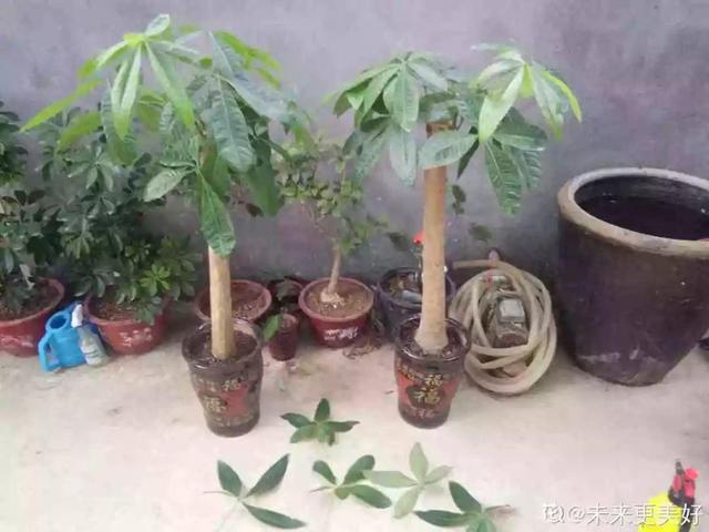 鹅掌柴的作用与功效，鹅掌柴的功效与作用（一养就能养20年）