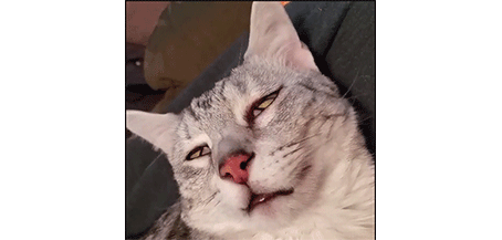 梦见杀了猫是什么意思，梦见杀了猫是什么意思啊（会梦到铲屎官吗）