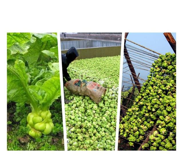 涪陵榨菜怎么读，涪陵榨菜哪个牌子是正宗的（知道\