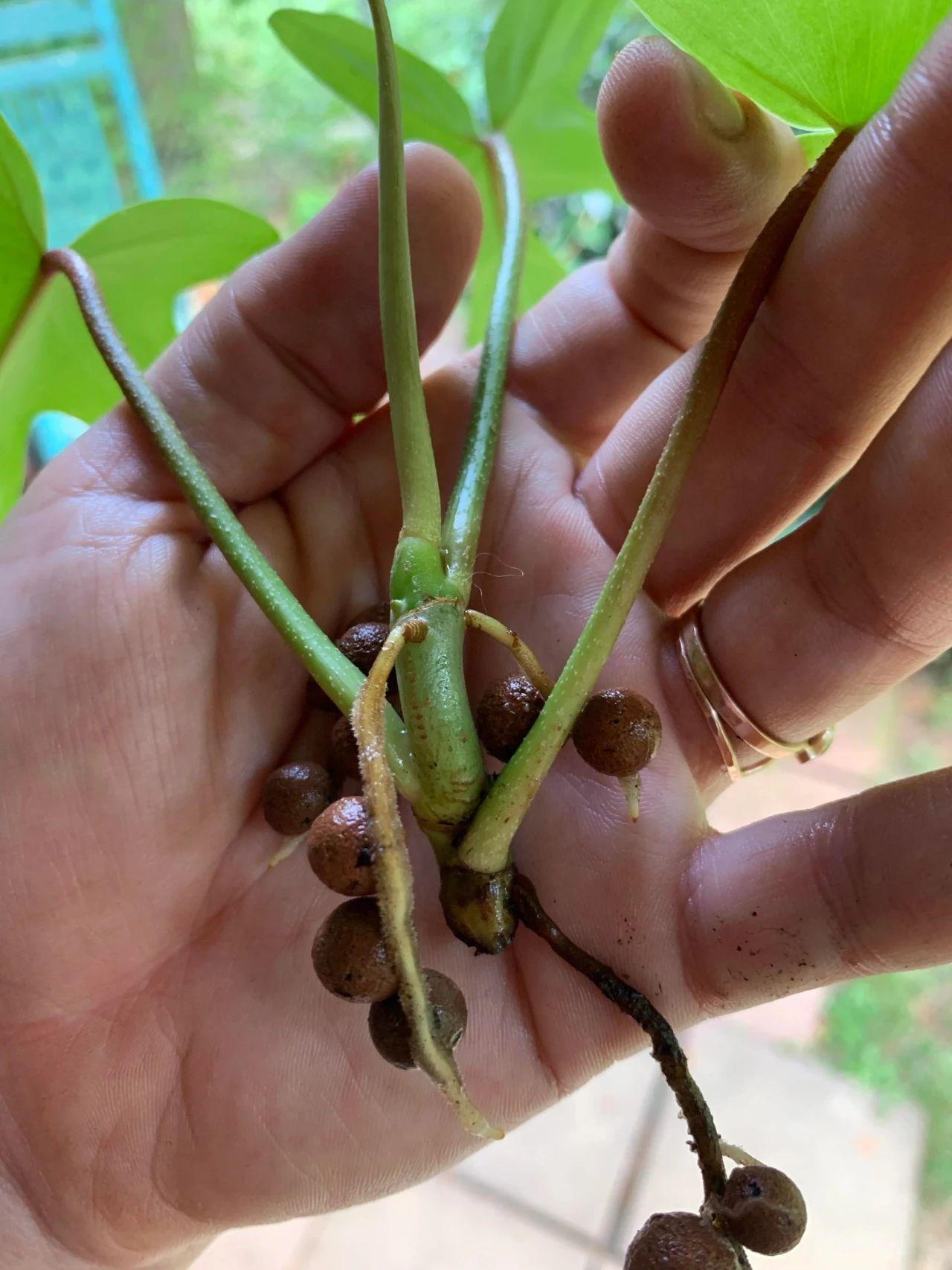 陶粒养花有什么妙用？（陶粒养花的优点）