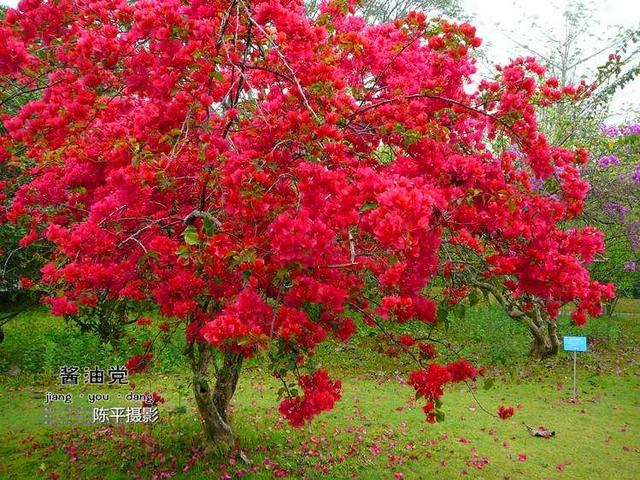 海南省花叫什么花，海南省花——三角梅