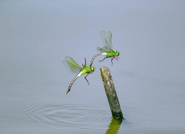 蜻蜓为什么要点水，蜻蜓为什么要点水看完恍然大悟（蜻蜓为什么要用尾巴点水）