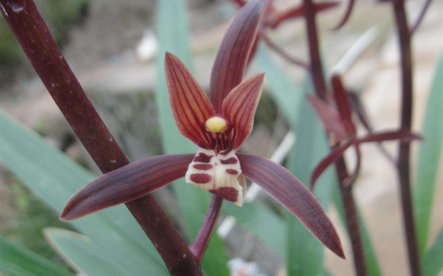 兰花墨兰哪个品种香味浓，墨兰和香兰的区别（就养香喷喷的“金”兰）