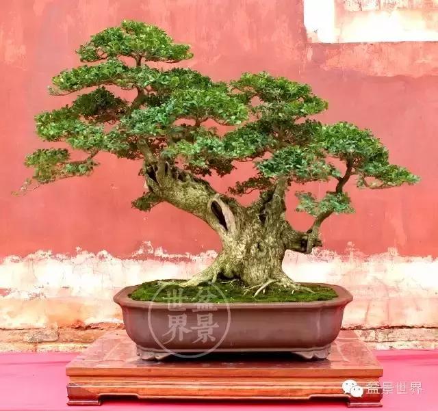 黄杨木盆景养护注意事项，怎样养黄杨木盆景（一组黄杨盆景精品欣赏）