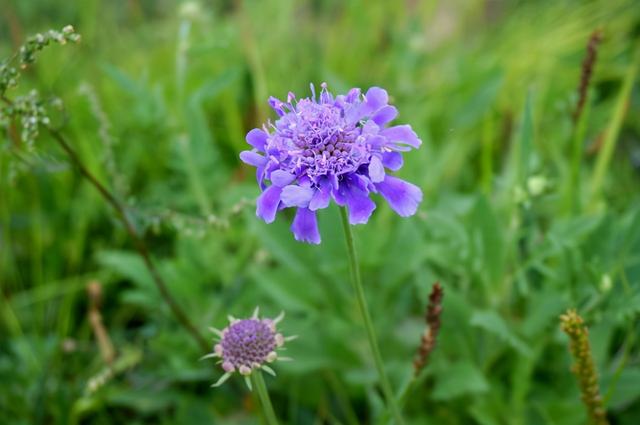 金牛座配对星座排名，金牛座配对排行（男女是这两种星座组合）