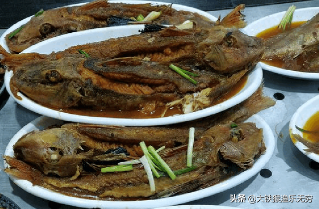 吸盘鱼（吸盘圆鳍鱼，这种垃圾鱼为何如此疯狂（观赏吸盘鱼）