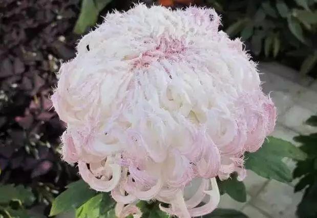 世界最美菊花80种太美了，金秋十月赏菊花——世界最美菊花80种送给您