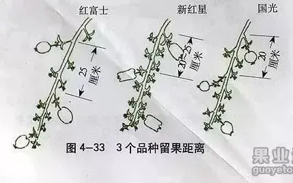 苹果树修剪技术，苹果树修剪技巧（苹果树“傻瓜式”修剪技术）