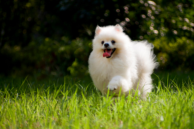 博美冬天掉毛是正常现象的吗，博美夏天掉毛正常吗（掉毛厉害的常见宠物犬）