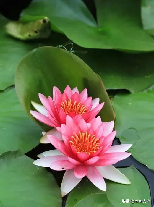 莲花的别称有哪些，莲花的别称有哪些拼音（ 太齐全太珍贵了）