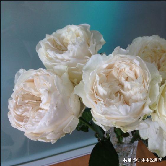 根瘤病用什么农药治,治疗根瘤病的药(月季癌症得了一个传染一大片) 根瘤病用什么农药治,治疗根瘤病的药(月季癌症得了一个传染一大片)