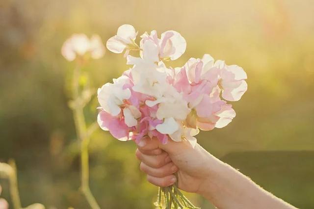 一年四季的花有几种花语，不同颜色寓意也不一样