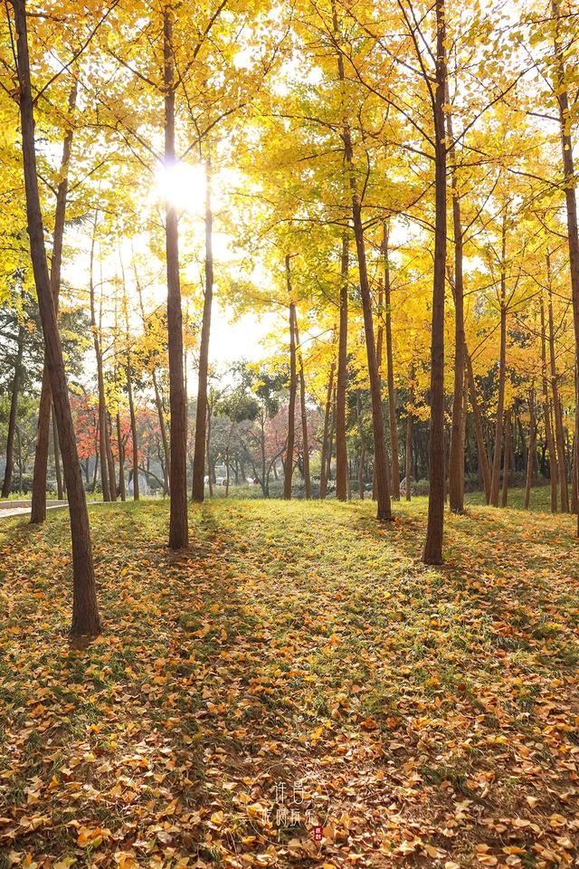 许昌旅游景点有哪些,许昌旅游景点有哪些地方(带你感受专属秋天的浪漫景色) 许昌旅游景点有哪些,许昌旅游景点有哪些地方(带你感受专属秋天的浪漫景色)