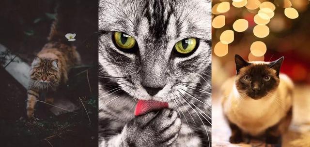 虎斑暹罗猫，银渐层、重点色、虎斑傻傻分不清（海豹虎斑暹罗猫）