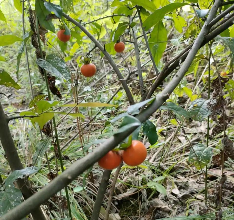 含羞草的外形特点，含羞草的三个特点（这15种“大毒花”）