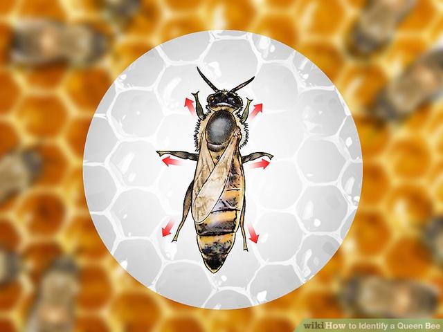 蜜蜂有什么特点，蜜蜂的特点是什么（图示4种巧妙小方法）