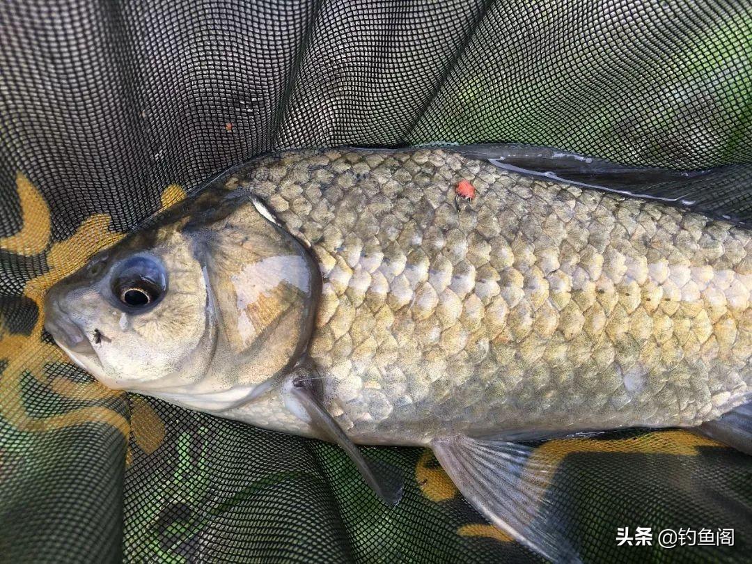 夏季钓鲫鱼必备饵料配方：三种主流香型搭配技巧全解析