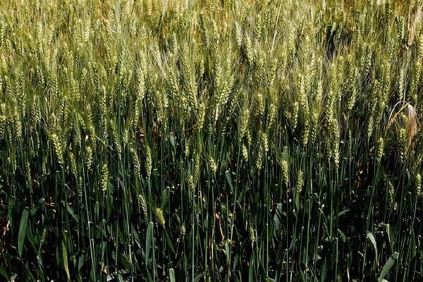 莜的意思和含义，莜字取名的寓意是什么（汉武帝花木兰李渊都曾吃过的美食）