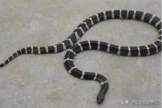 人会被自己的口水呛死吗，怎么会被自己的口水呛到（如何成为钓鱼人的噩梦）