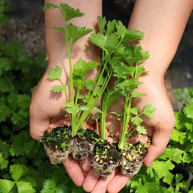 烧烤蔬菜有哪些，50款烧烤素菜菜单（7种“大叶菜”）