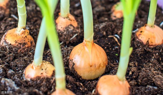洋葱如何培育种植，洋葱如何培育种植方法（需要注意这些细节——洋葱种植流程）
