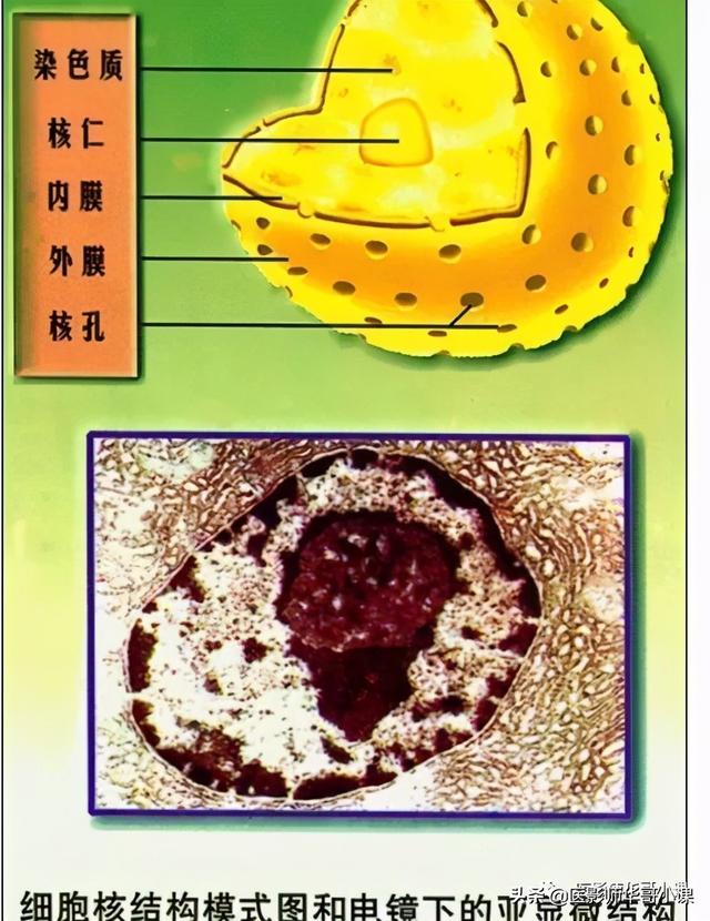 人体解剖学基础，人体解剖学基础知识学什么（基础知识之人体解剖学基础）