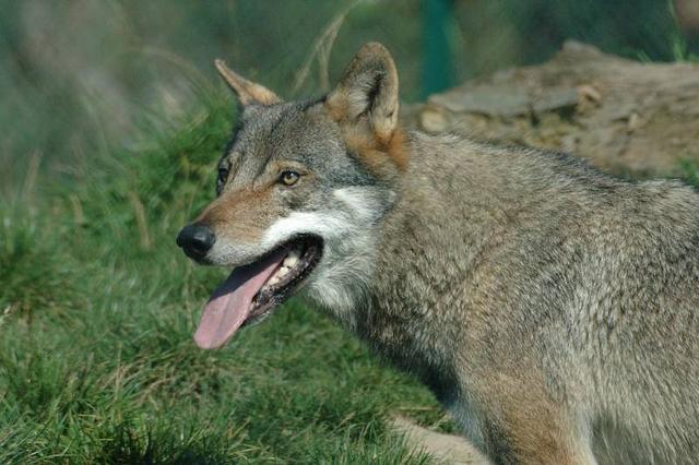 呼伦贝尔是哪个省，呼伦贝尔属于哪个省（中国哪些地方有狼）