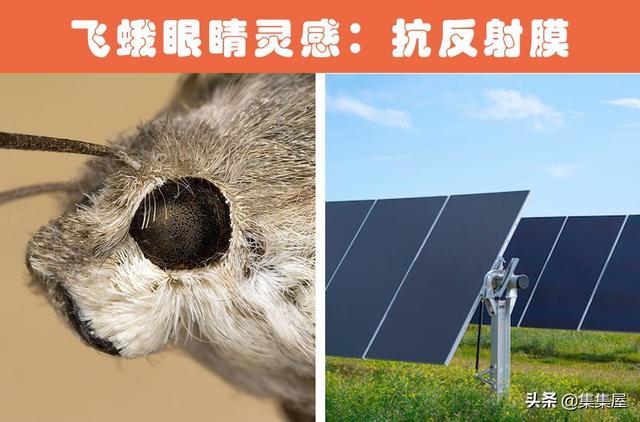 根据动物发明的东西有哪些，根据动物发明的东西有哪些英文（受到了动物的启发）