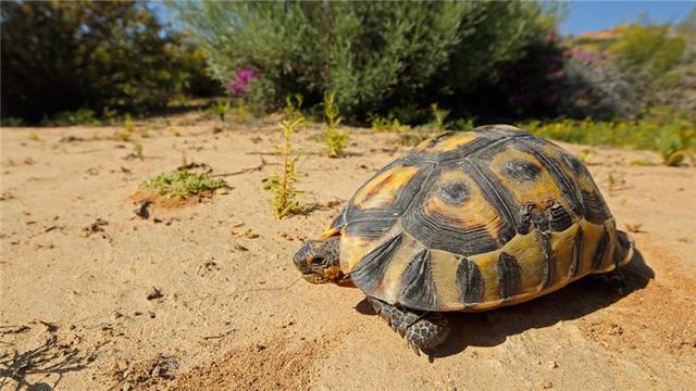 乌龟为什么不吃东西，夏天乌龟为什么会不吃东西（乌龟不吃东西怎么办）
