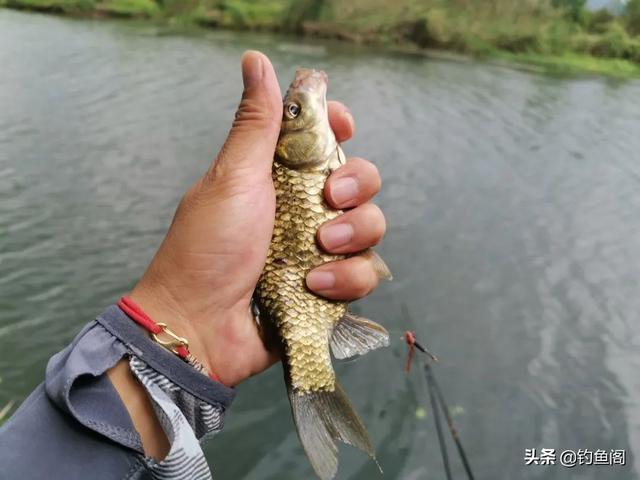 夏季钓鲫鱼饵料用腥还是香，夏天钓鱼用腥味的好还是用香味的（别再问夏季钓鲫鱼用什么味型）