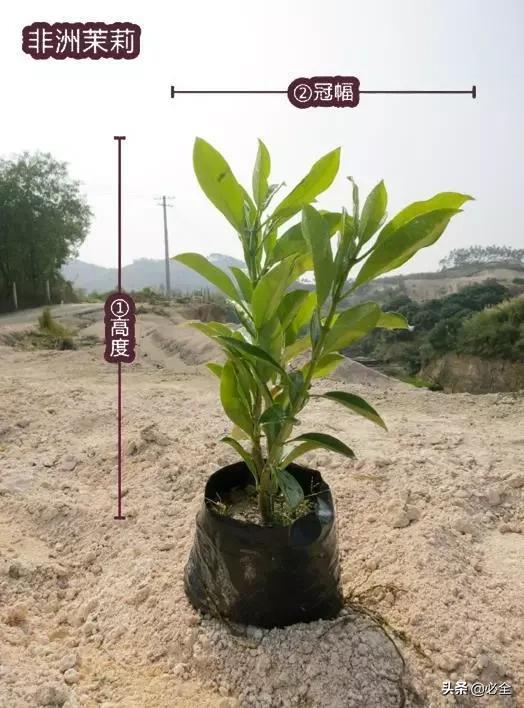 蓬径和冠幅有什么区别，冠径和冠幅是什么意思（这份图文并茂的强烈建议收藏）