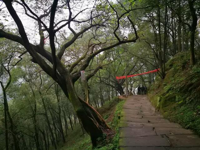 黄葛树和黄桷树的区别，黄葛树（黄葛树图片）