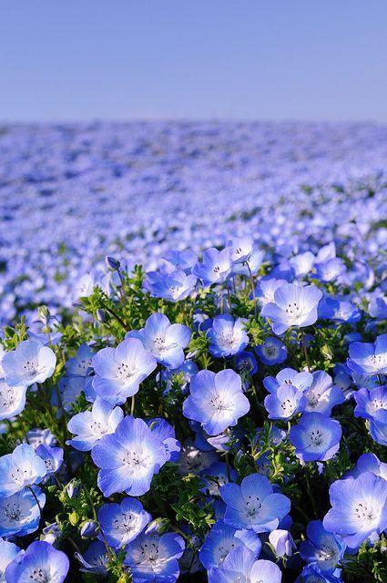 花景生多云讲什么，花景生（漫山遍野的鲜花，满眼春光）
