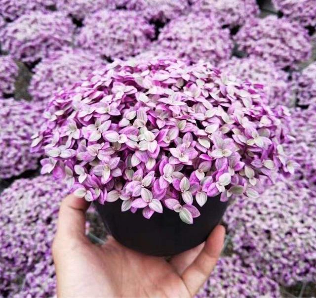 绣球花怎么养，花球又大又鲜艳（绣球花怎么养才能开花）