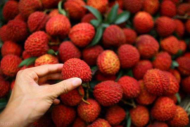 白蜡荔枝和白糖罂的区别，白糖罂荔枝怎么样（白糖罂好吃还是妃子笑好吃）