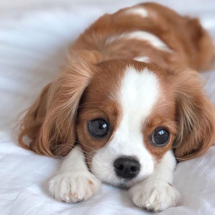 十大最省心的小型犬品种，第一次养狗养它轻松很多