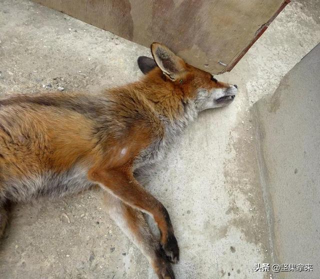 狐狸是犬科动物吗，为啥说狐狸惹不得