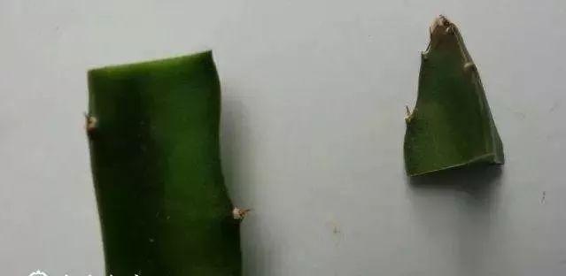 霸王花是火龙果的花吗，昙花、霸王花、火龙果花和令箭荷花的区别（奶奶把一根枝插土里）