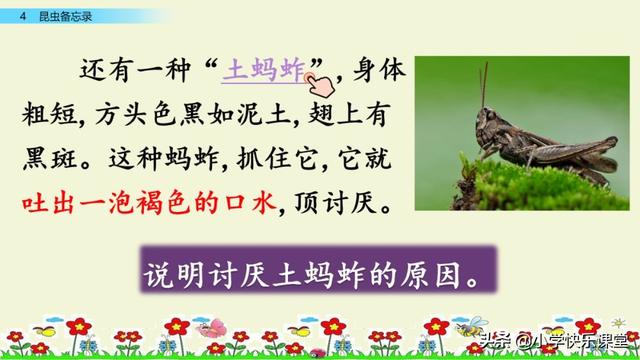什么的硬翅，什么的硬翅？填四个字。（小学部编三年级语文下第4课《昆虫备忘录》图文+知识点+同步练习）